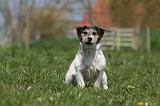 JACK RUSSEL 115